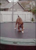 dogtrampoline.gif