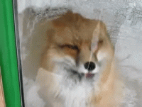 1551406083793.gif