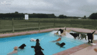 dogspool.gif