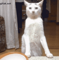 Gif-Walking-Cat.gif