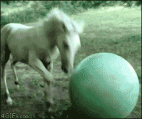 horseball.gif