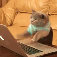 cat.gif