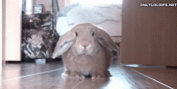 downloadfile-5.gif