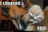funny-dog-pictures-choosed-you.jpg