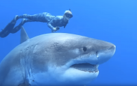 A_Deep_Blue.png