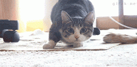 giphy (18).gif