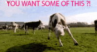 8D52636A-4E04-40DD-9DA3-394CDDDE1998.gif