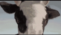 1566100082306.gif