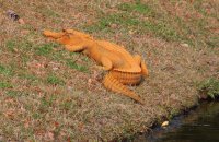 Orange Gator.jpg