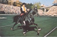 UT-walkinghorse.jpg