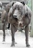 muscle dog.jpg