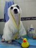 funny_dog1.jpg
