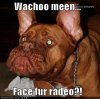funny_dog_pictures_face_for_radio.jpg