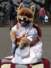 puppy-kimono.jpg