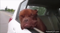 dog cheeks.gif