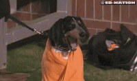 C8D6CA79-6BF2-43FA-839F-A2A148193E96.gif