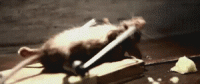 R2s69ZdZjx4I0.gif