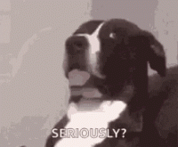 C0A42D9C-F1B6-451C-A96A-5888DD592203.gif