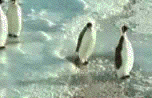 animated-penguin-image-0137.gif