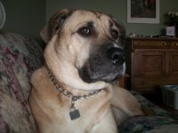 German Shepherd English Mastiff Mix1.JPG