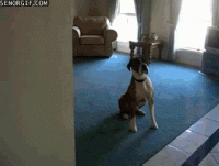 C52B2963-B505-4DF7-893F-05CD62037C37.gif