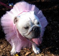 uga dog.jpg