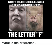 whats-the-difference-between-trump-and-a-flying-pig-the-37424627.png