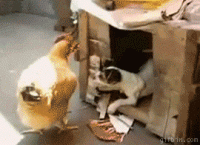funny-gifs-come-inside-just-for-a-sec-please.gif