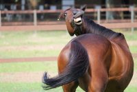 funny-horse-face-ass-picture-768x511.jpg