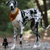 biglittledog.jpg