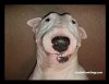 dog pj.jpg