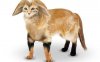 perfect-pet_1460793c.jpg