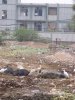 India 039.jpg