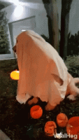 2vmgb8ZGaeBsuSeo5I.gif