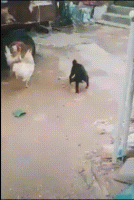 rooster.gif