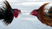 Cockfighting.jpg