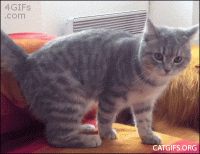 giphy (2).gif