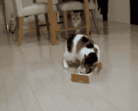 giphy (1).gif