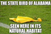 Alabama state bird!!!.jpg