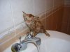 cat-bath22.jpg