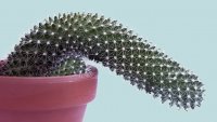 cactus.jpg