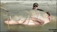big fish.gif