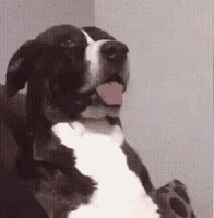 1576720054085.gif