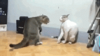 source.gif