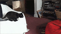 1576725148968.gif