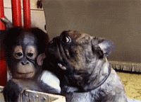 gO80zcz2VF0SA.gif