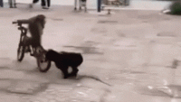 0_mandatory_gifs_of_the_week_7_26_18.gif