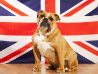 british-bulldog-640x480.png