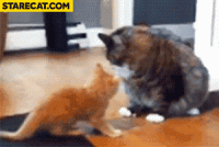 fat-cat-hits-kitten-animation.gif