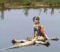 UT Gator Liller.jpg